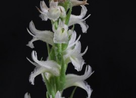 spiranthes-odorata (1)